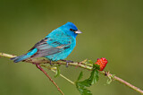 Image. Indigo Bunting