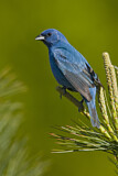 Image. Indigo Bunting