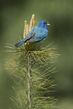 Image. Indigo Bunting
