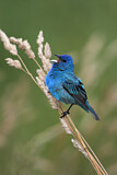 Image. Indigo Bunting