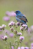 Image. Indigo Bunting