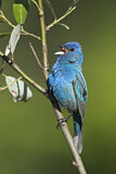 Image. Indigo Bunting