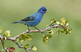 Image. Indigo Bunting