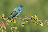 Image. Indigo Bunting
