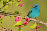 Image. Indigo Bunting