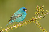 Image. Indigo Bunting