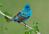 Image. Indigo Bunting
