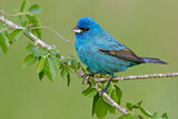 Image. Indigo Bunting