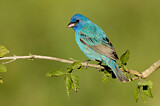 Image. Indigo Bunting