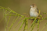 Image. Indigo Bunting