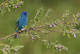 Image. Indigo Bunting