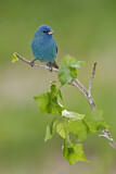 Image. Indigo Bunting