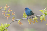 Image. Indigo Bunting