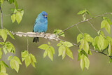 Image. Indigo Bunting