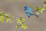 Image. Indigo Bunting