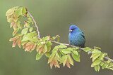 Image. Indigo Bunting