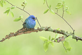Image. Indigo Bunting