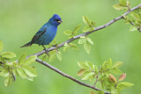 Image. Indigo Bunting