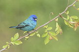 Image. Indigo Bunting