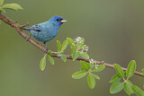 Image. Indigo Bunting