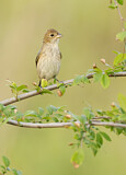 Image. Indigo Bunting