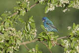 Image. Indigo Bunting