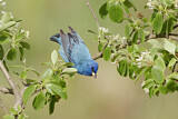 Image. Indigo Bunting