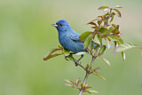Image. Indigo Bunting