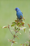 Image. Indigo Bunting