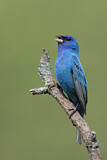 Image. Indigo Bunting