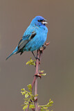 Image. Indigo Bunting
