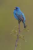 Image. Indigo Bunting