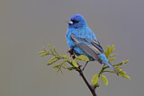 Image. Indigo Bunting