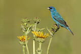 Image. Indigo Bunting