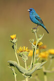 Image. Indigo Bunting