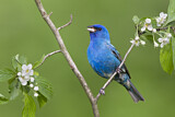 Image. Indigo Bunting