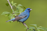 Image. Indigo Bunting