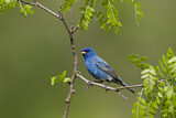 Image. Indigo Bunting