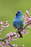 Image. Indigo Bunting