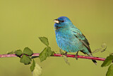 Image. Indigo Bunting