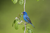 Image. Indigo Bunting