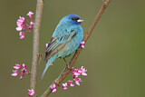 Image. Indigo Bunting