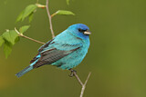 Image. Indigo Bunting