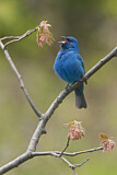 Image. Indigo Bunting