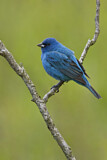 Image. Indigo Bunting