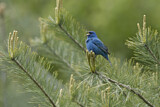 Image. Indigo Bunting