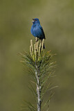Image. Indigo Bunting