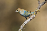 Image. Indigo Bunting