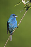 Image. Indigo Bunting