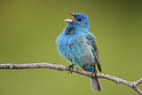 Image. Indigo Bunting